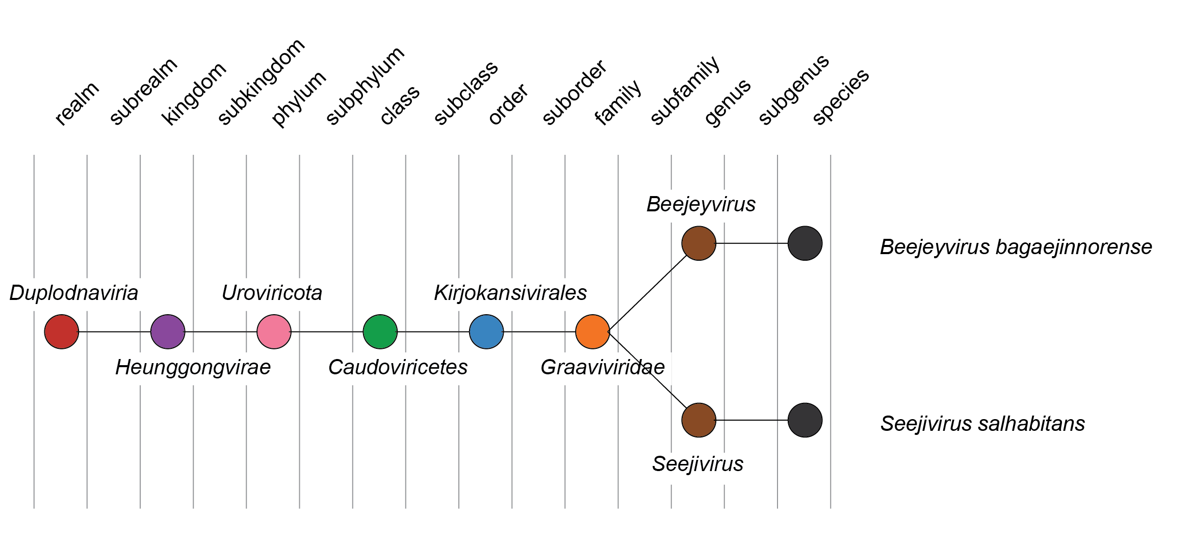 Graaviviridae taxonomy