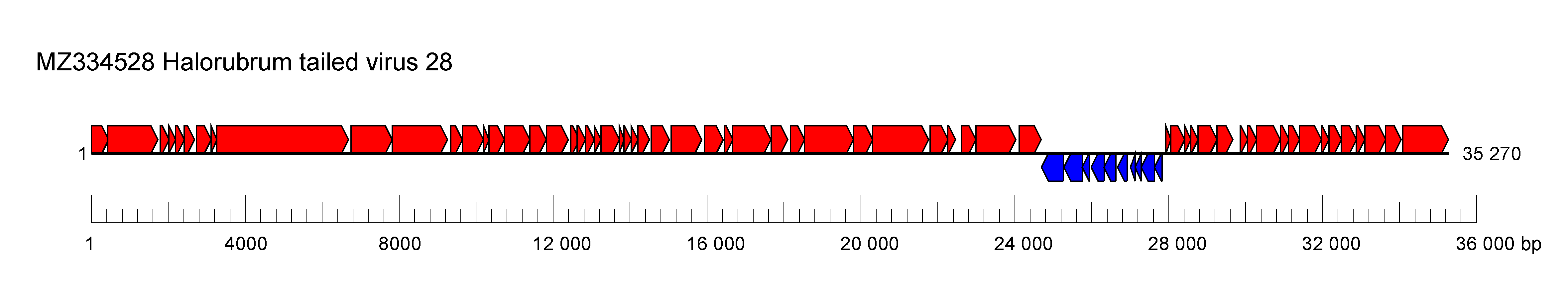 Suoloaviridae genome