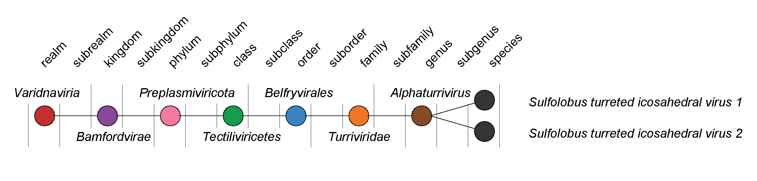 Turriviridae taxonomy