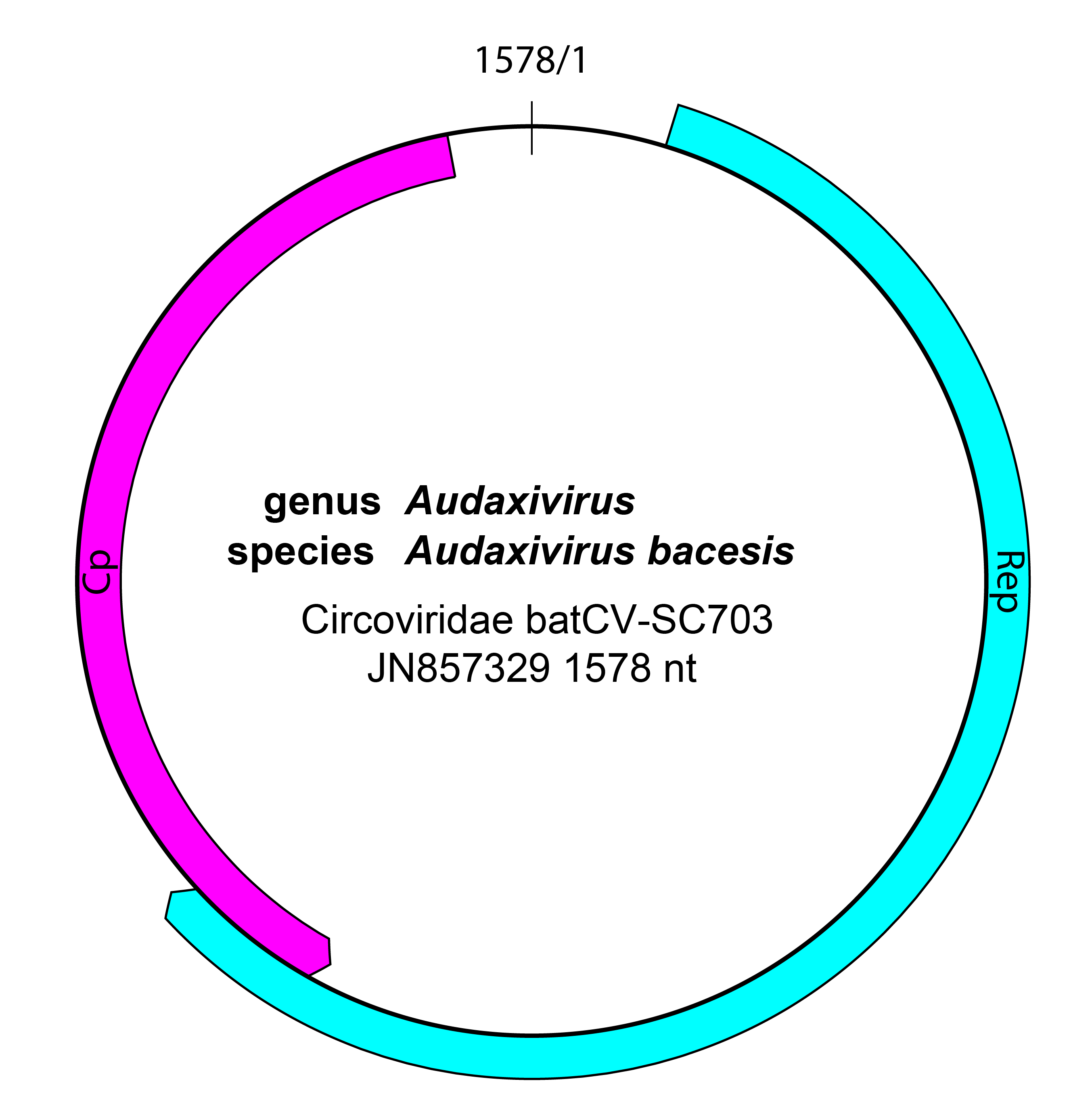 Draupnirviridae genome