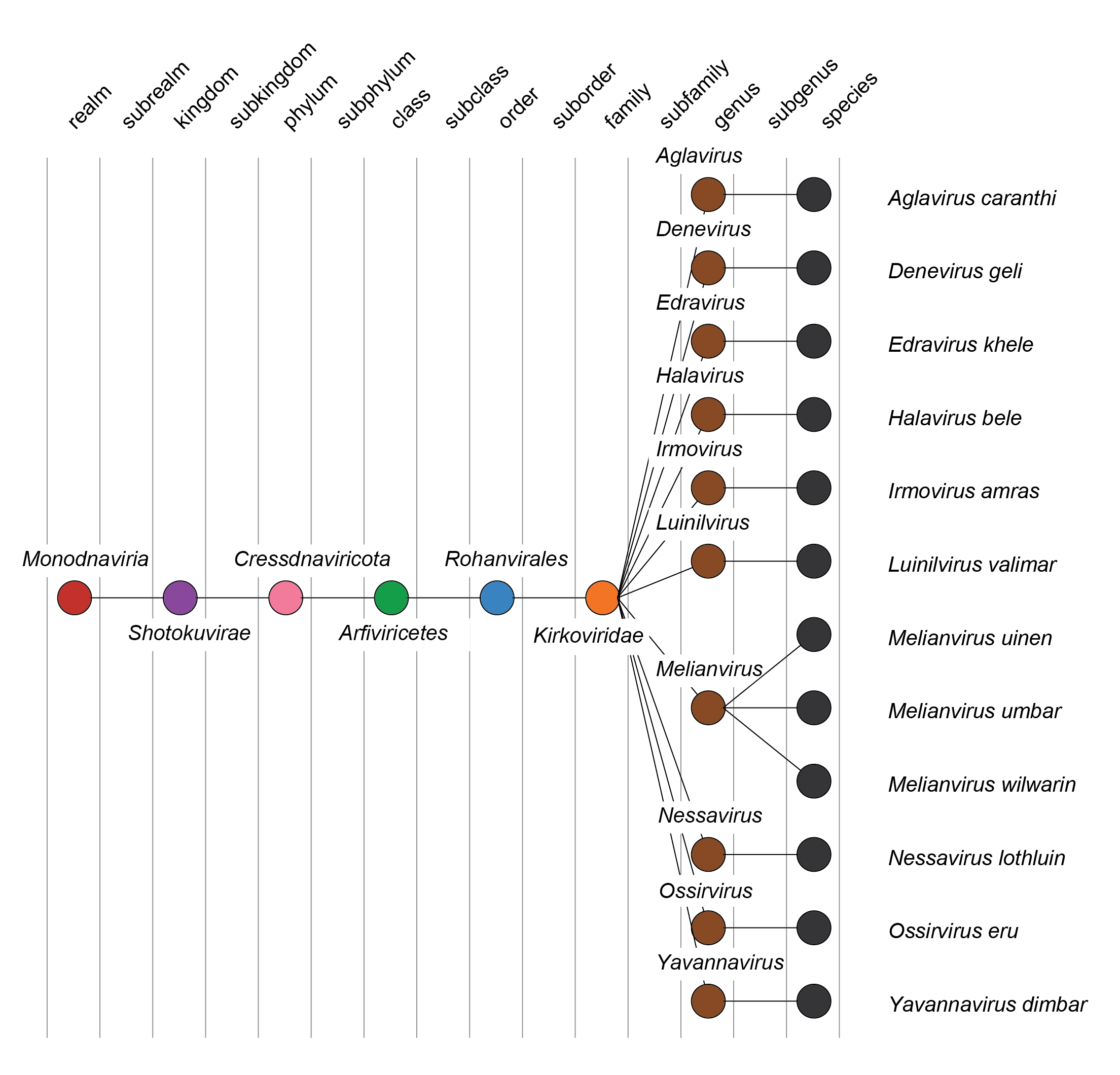 Kirkoviridae taxonomy