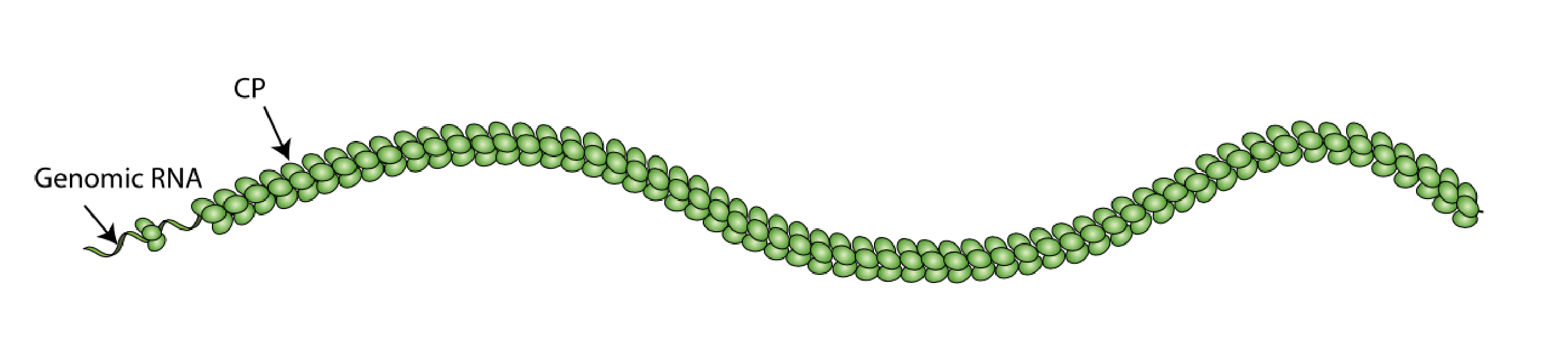 Gammaflexiviridae virion