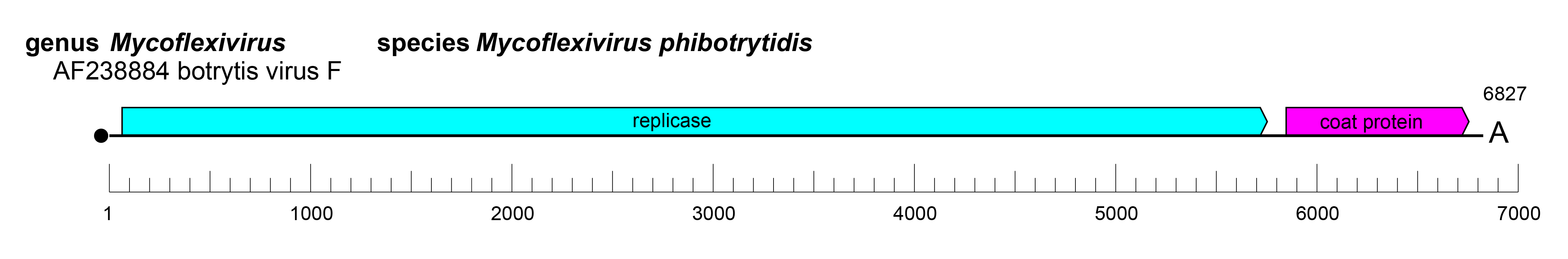 Gammaflexiviridae genome