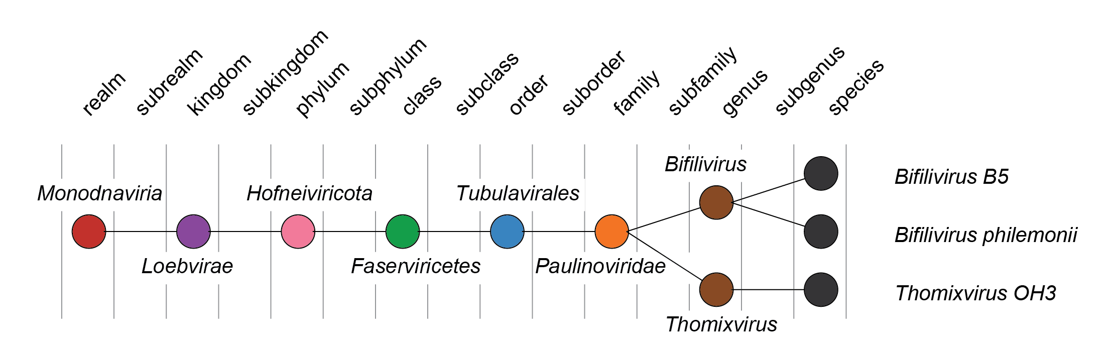 Paulinoviridae taxonomy