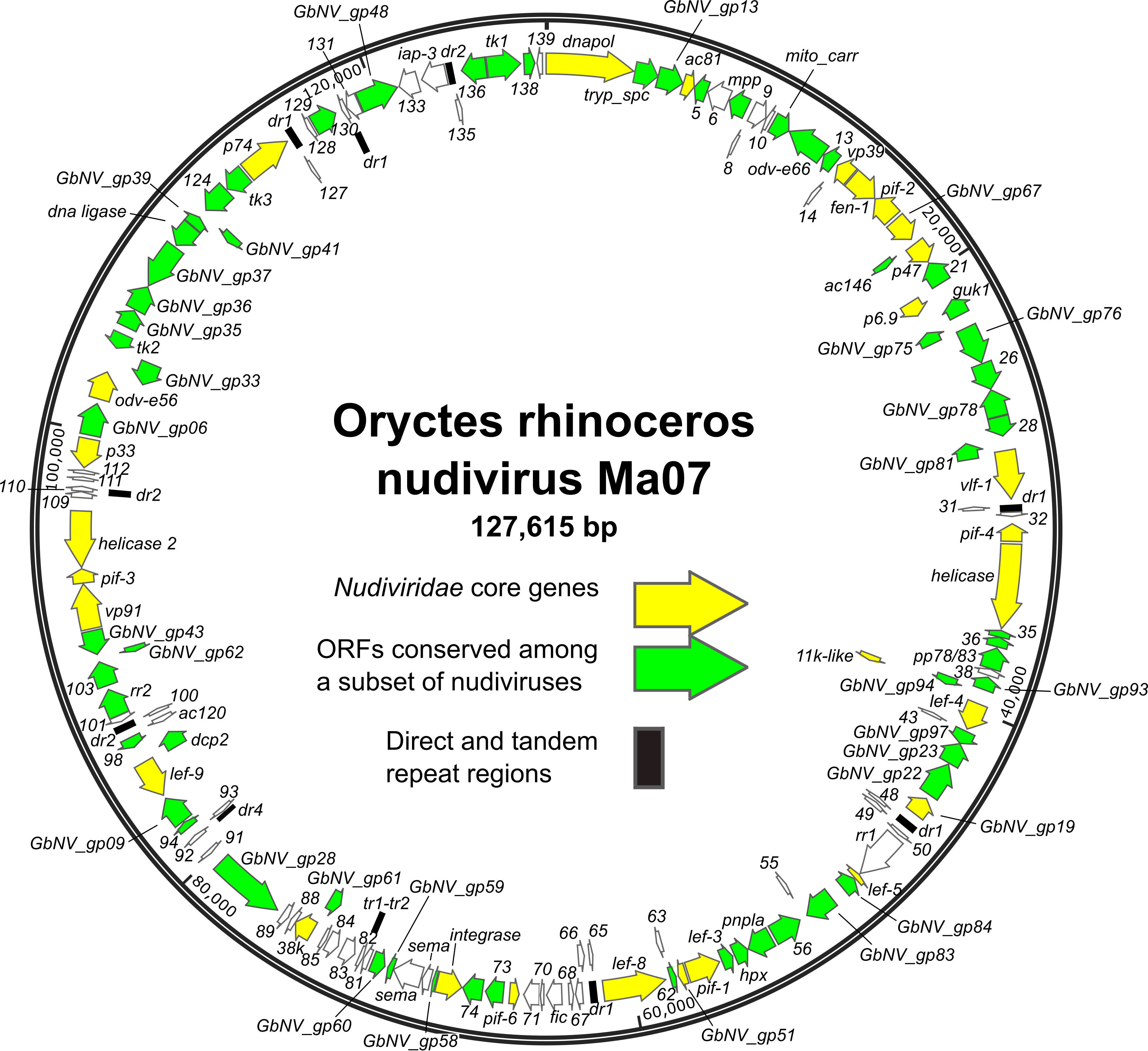 Genome diagram Nudiviridae