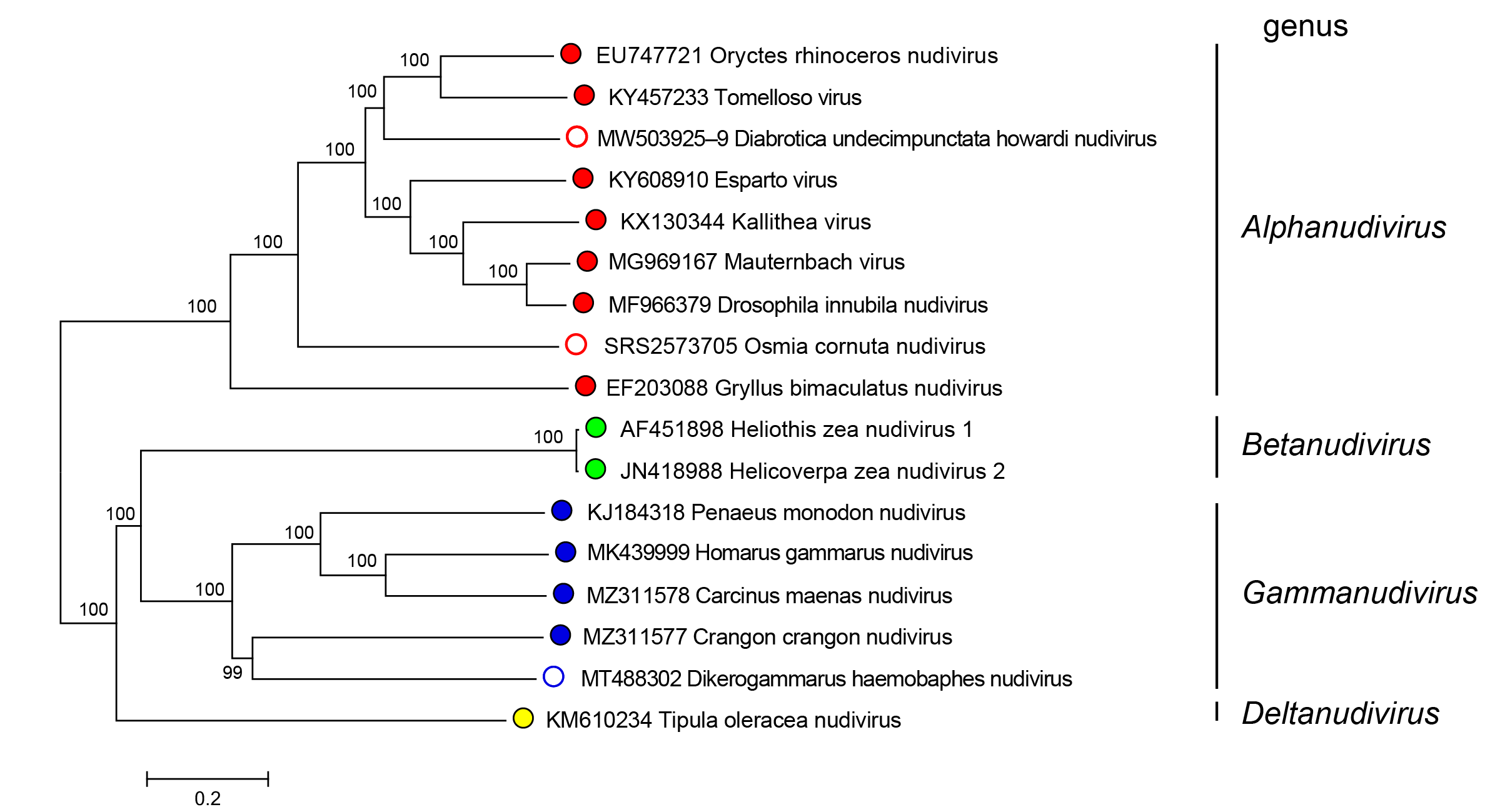 Phylogenetic tree Nudiviridae