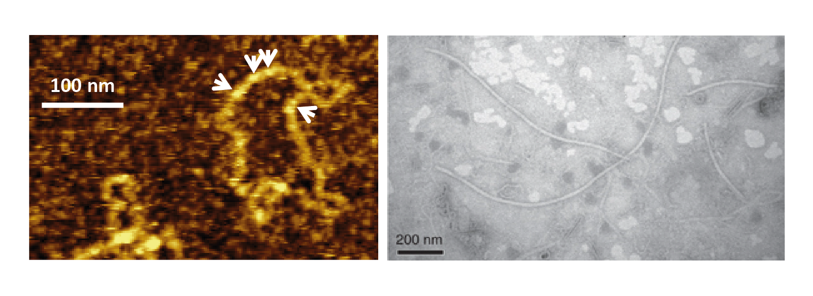 Figure 1. Polymycoviridae