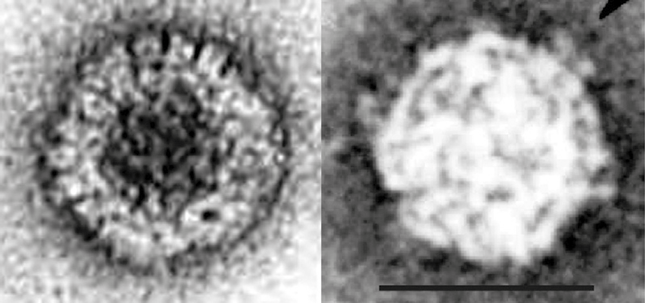 Figure 1. Mycoreovirus
