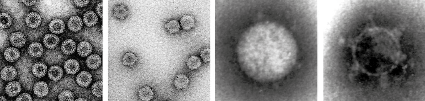 Figure 1. Idnoreovirus