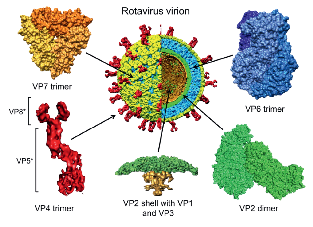 Figure 2. Rotavirus