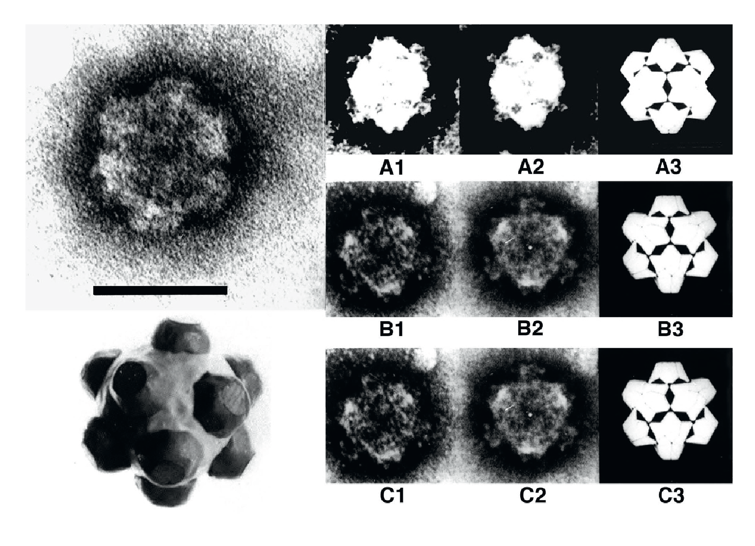 Figure 1. Oryzavirus