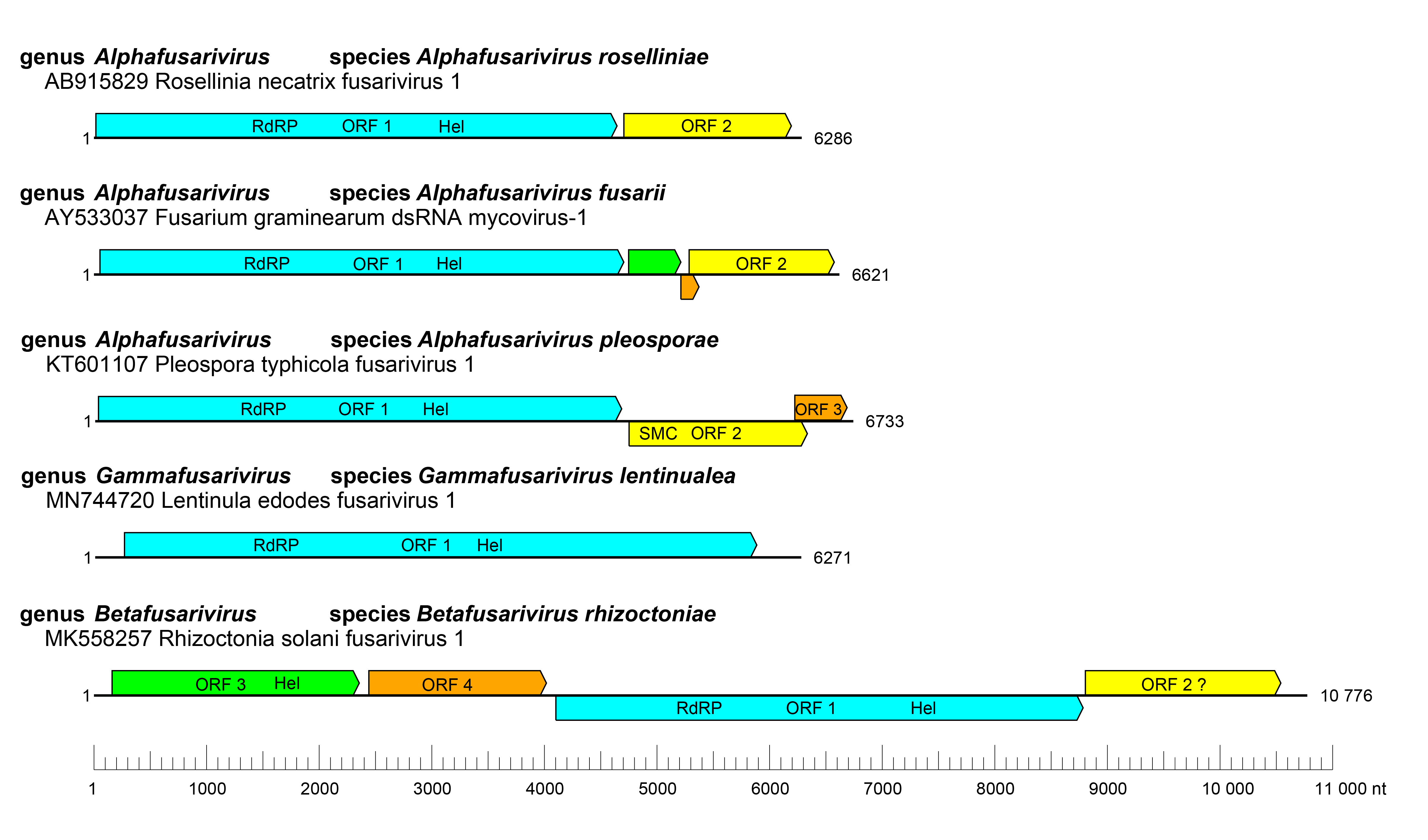 Fusariviridae genome