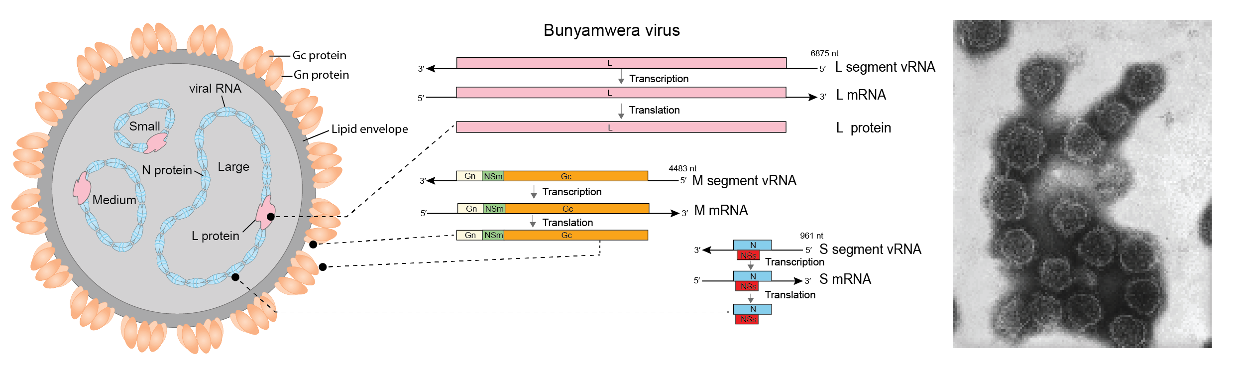 Peribunyavirus virion diagram