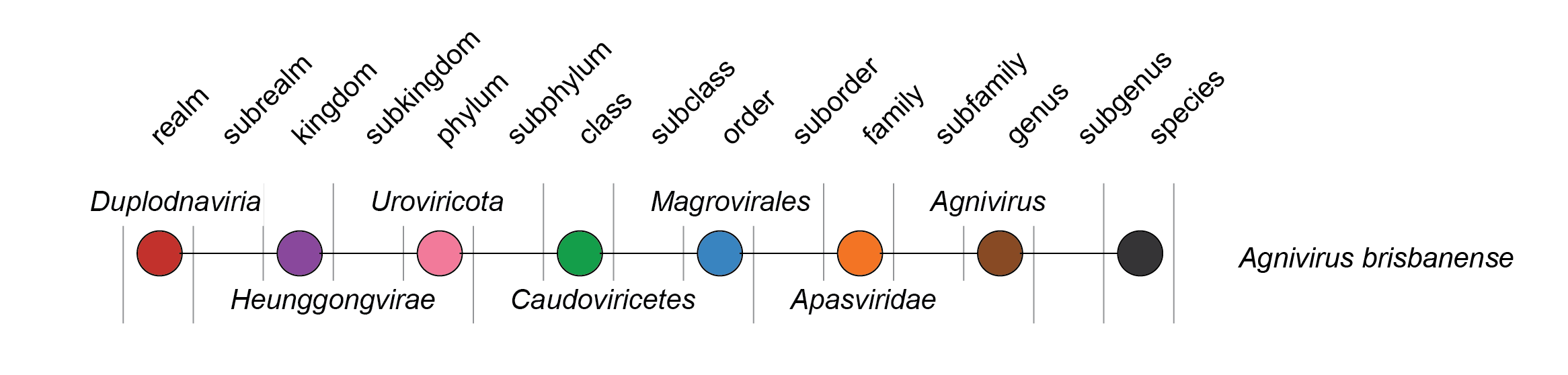Apasviridae taxonomy